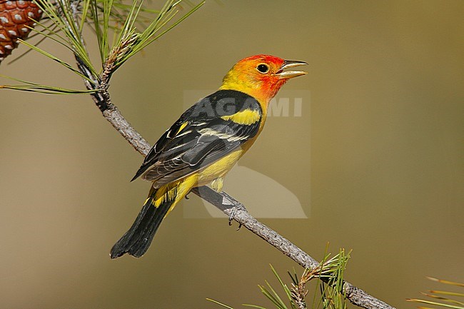 Adult male
Riverside Co., CA
May 2007 stock-image by Agami/Brian E Small,