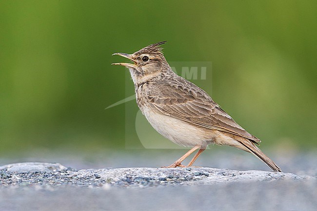 Singing male Crested Lark (Galerida cristata neumanni) standing on the ground in Italy. stock-image by Agami/Daniele Occhiato,