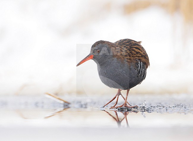 Water Rail, Waterral, Rallus aquaticus stock-image by Agami/Arie Ouwerkerk,