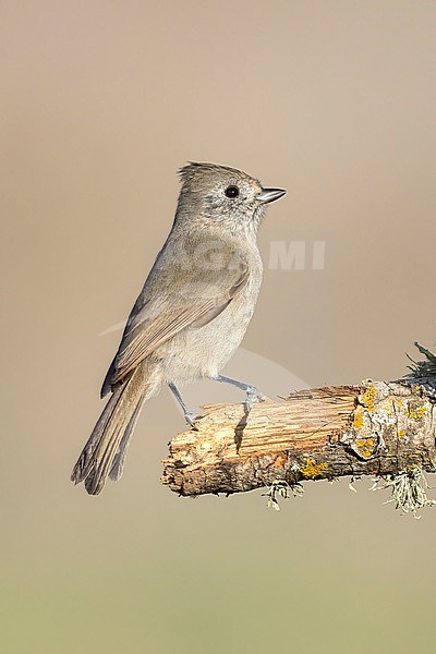 Adult
Santa Barbara Co., CA
November 2021 stock-image by Agami/Brian E Small,