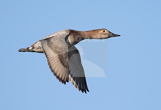 Vrouwtje Grote Tafeleend in vlucht; Female Canvasback in flight stock-image by Agami/Mike Danzenbaker,