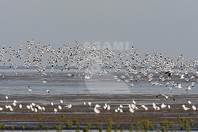 Groep Kluten vliegend; Pied Avocet flock flying stock-image by Agami/Marc Guyt,