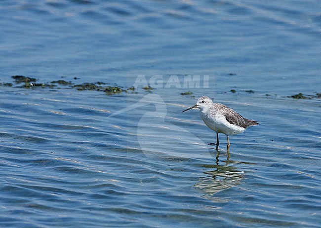 Marsh Sandpiper (Tringa stagnatilis) during early autumn in Israel. stock-image by Agami/Yoav Perlman,