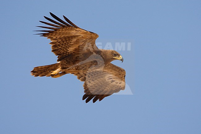 Onvolwassen Steppearend in de vlucht; Immature Steppe Eagle in flight stock-image by Agami/Daniele Occhiato,