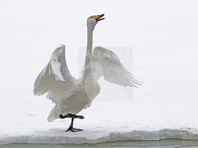 Wintering Whooper Swan (Cygnus cygnus) on Hokkaido, Japan stock-image by Agami/Pete Morris,