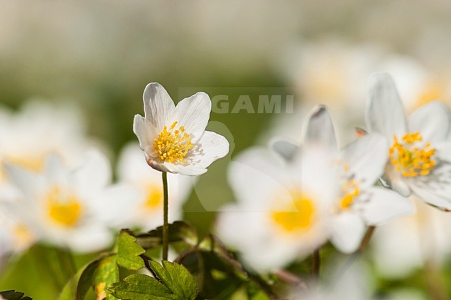 Bosanemoon, Wood anemone stock-image by Agami/Wil Leurs,