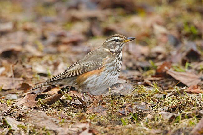 Koperwiek in zit; Redwing perched stock-image by Agami/Markus Varesvuo,