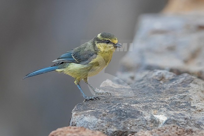 Juvenile Gran Canaria Blue Tit, Cyanistes teneriffae hedwigii) sitting on a rock in Inagua area in Gran Canaria, Canary Islands, Spain. stock-image by Agami/Vincent Legrand,