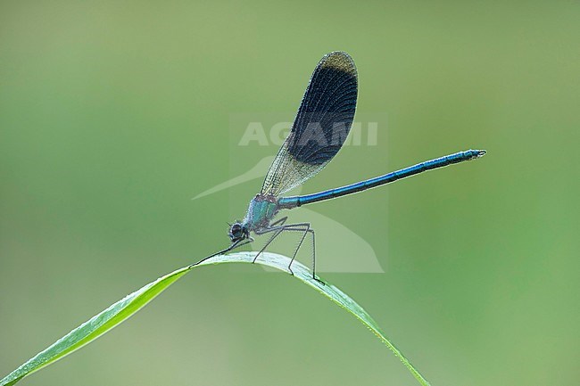 weidebeekjuffer; banded demoiselle; stock-image by Agami/Walter Soestbergen,