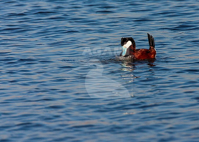 Male Ruddy Duck (Oxyura jamaicensis jamaicensis) in courtship at Starrevaart, Netherlands. Escaped waterfowl. stock-image by Agami/Marc Guyt,