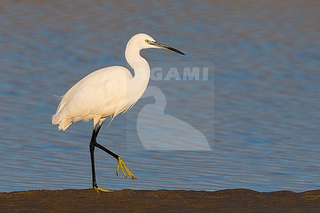 Little Egret (Egretta garzetta), adult standing on the shore stock-image by Agami/Saverio Gatto,