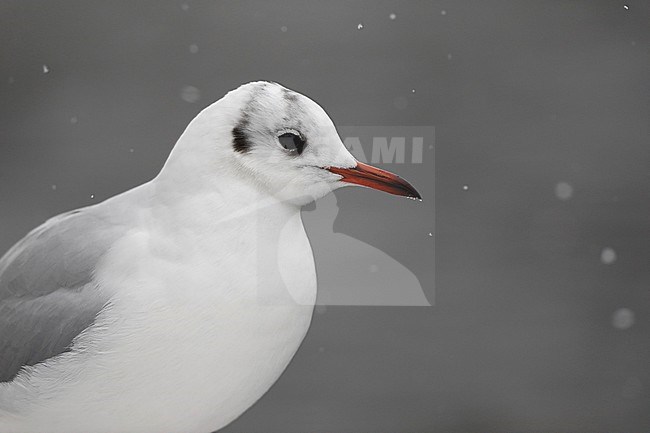 Kokmeeuw in de sneeuw; Black-headed Gull in the snow stock-image by Agami/Chris van Rijswijk,