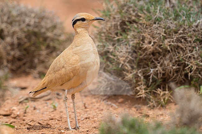 Cream-colored Courser (Cursorius cursor), side view of an adult standing on the ground in its typical habitat in Morocco stock-image by Agami/Saverio Gatto,