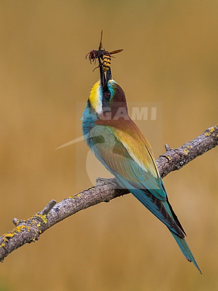 Bijeneter met prooi, European Bee-eater with prey stock-image by Agami/Daniele Occhiato,