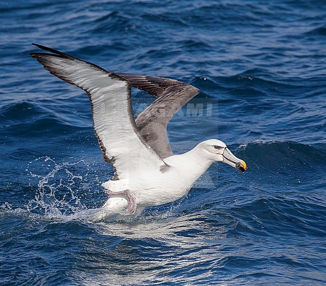 Adult White-capped Albatross (Thalassarche steadi) taking off from the ocean surface off the Chatham Islands, New Zealand, carrying food in its bill. stock-image by Agami/Marc Guyt,