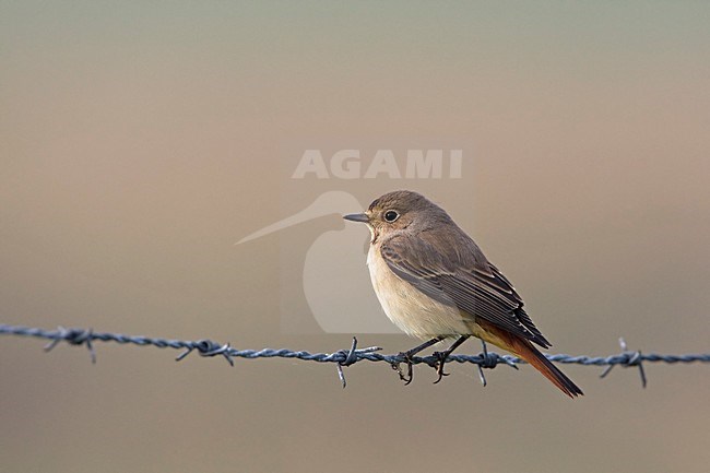 Gekraagde Roodstaart tijdens trek Nederland, Common Redstart during migration Netherlands stock-image by Agami/Wil Leurs,