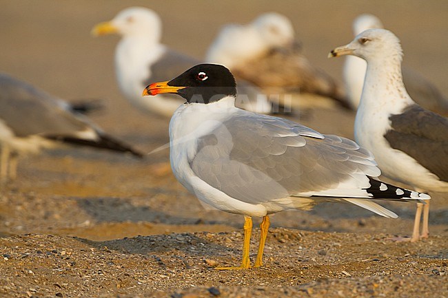 Reuzenzwartkopmeeuw, Pallas's Gull Ichthyaetus ichthyaetus, Oman, adult stock-image by Agami/Ralph Martin,