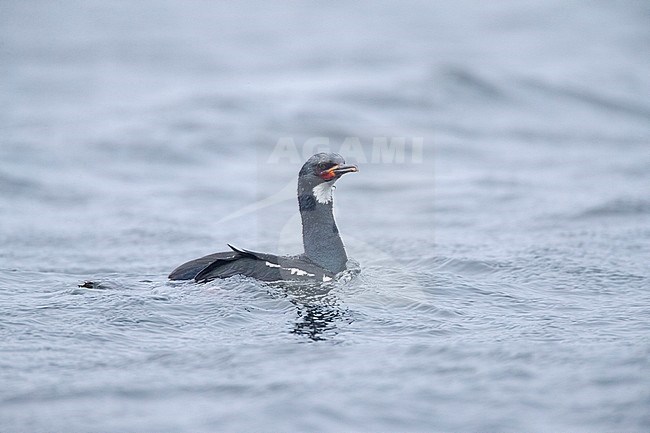 Adult Campbell Shag (Leucocarbo campbelli) swimming offshore Campbell island in subantarctic New Zealand. stock-image by Agami/Marc Guyt,