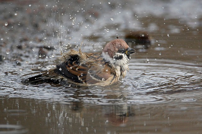 Badderende Ringmus; Bathing Eurasian Tree Sparrow stock-image by Agami/Markus Varesvuo,