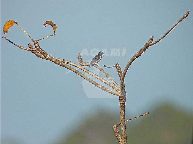 Male Scarlet-collared Flowerpecker (Dicaeum retrocinctum) in the Philippines. stock-image by Agami/Pete Morris,