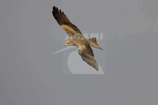 Black Kite flying; Zwarte Wouw vliegend stock-image by Agami/Daniele Occhiato,