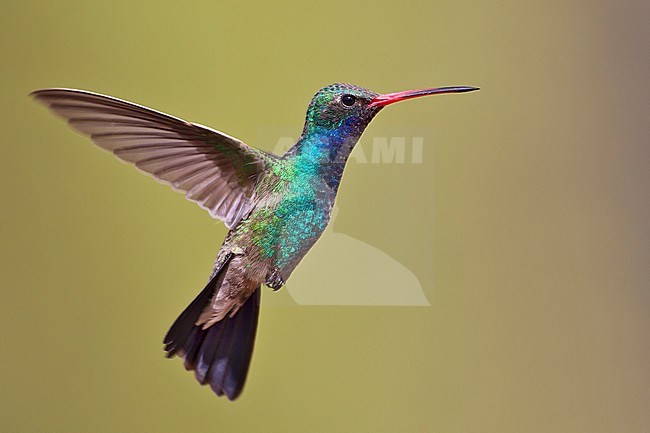 Adult male
Pima Co., AZ
May 2011 stock-image by Agami/Brian E Small,