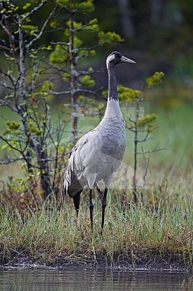 Common Crane standing in swamp; Kraanvogel staand in moeras stock-image by Agami/Markus Varesvuo,