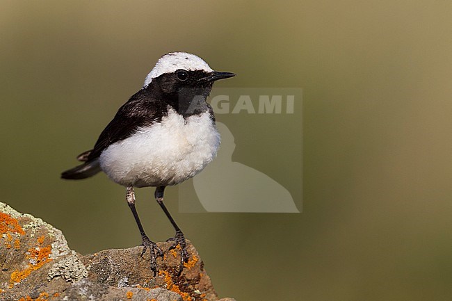 Pied Wheatear - Nonnensteinschmätzer - Oenanthe pleschanka, Kazakhstan, adult male stock-image by Agami/Ralph Martin,