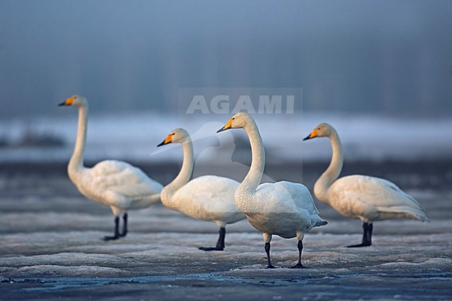 Groep Wilde Zwanen in de winter; Group of Whooper Swans in winter stock-image by Agami/Markus Varesvuo,