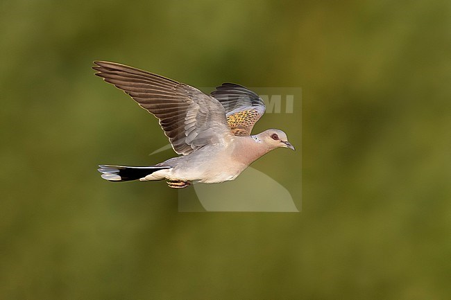 Eurasian Turtle Dove, Streptopelia turtur, in Italy. stock-image by Agami/Daniele Occhiato,