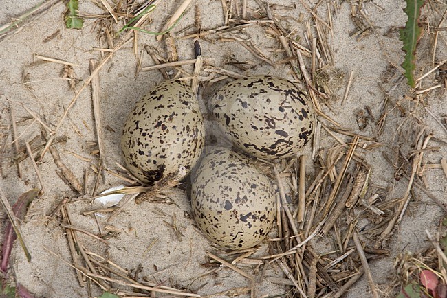 Nest van de Scholekster; Nest of Eurasian Oystercatcher stock-image by Agami/Arnold Meijer,