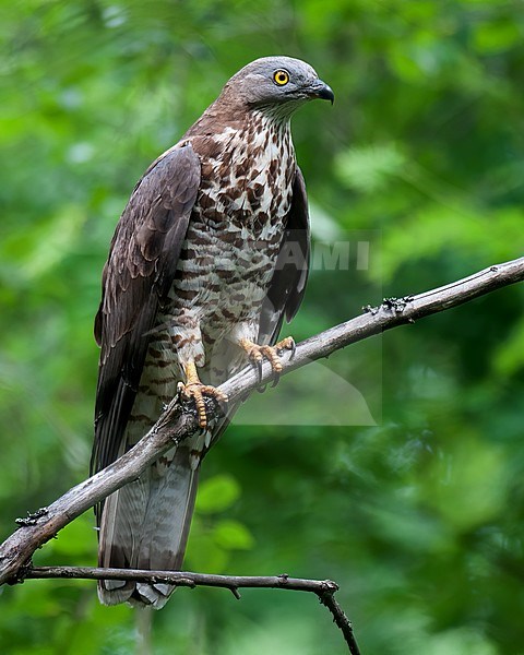 European Honey Buzzard (Pernis apivorus), adult male perched on a dry branch against green background stock-image by Agami/Kari Eischer,