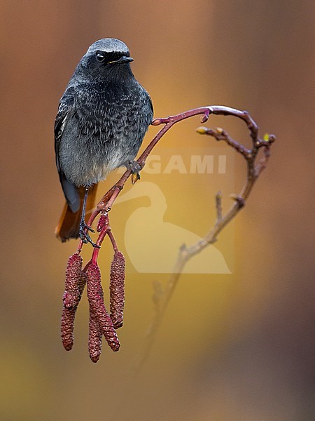 Black Redstart; Phoenicurus ochruros ssp. gibraltariensis stock-image by Agami/Daniele Occhiato,