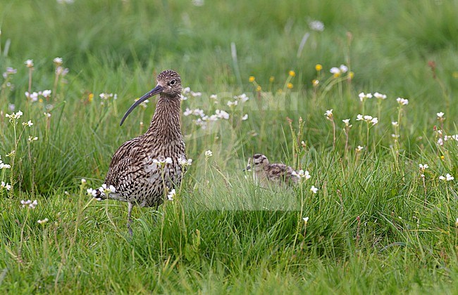 Adult Eurasian Curlew (Numenius arquata arquata) standing in a meadow together with a chick in Scania, Sweden. stock-image by Agami/Helge Sorensen,