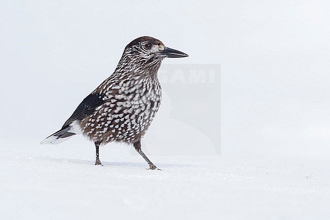 Spotted Nutcracker (Nucifraga caryocatactes) sitting in the snwo in  alpin forest of Switzerland. stock-image by Agami/Marcel Burkhardt,