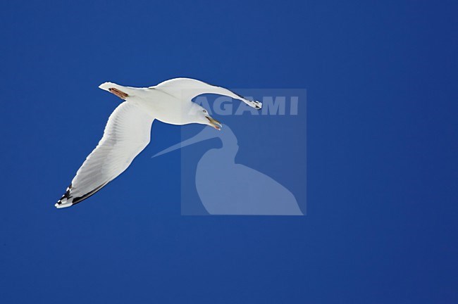 Zilvermeeuw in de vlucht; European Herring Gull in flight stock-image by Agami/Markus Varesvuo,