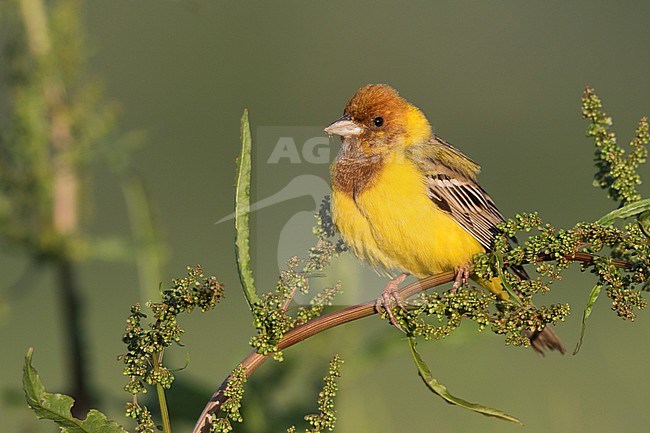 Red-headed Bunting - Braunkopfammer - Emberiza bruniceps, Kyrgyzstan, adult male stock-image by Agami/Ralph Martin,