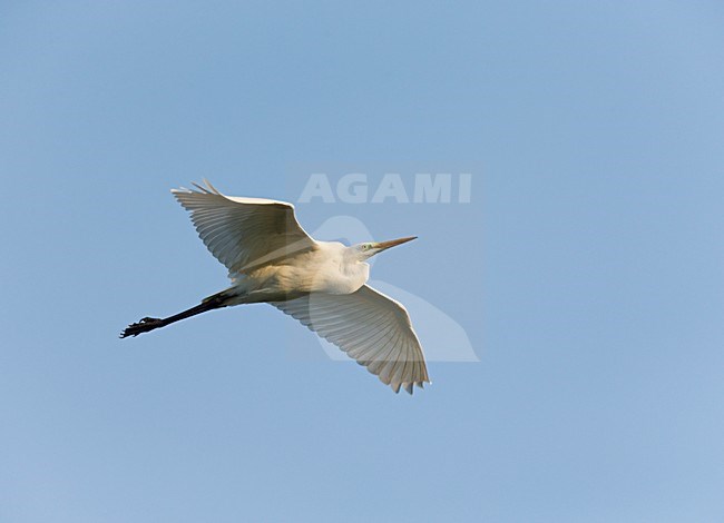 Vliegende trekkende Grote Zilverreiger;Flying migrating Great Egret stock-image by Agami/Ran Schols,