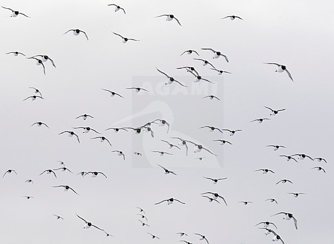 Grote groep Zeekoeten in vlucht; Large group of Common Murre in flight stock-image by Agami/Markus Varesvuo,