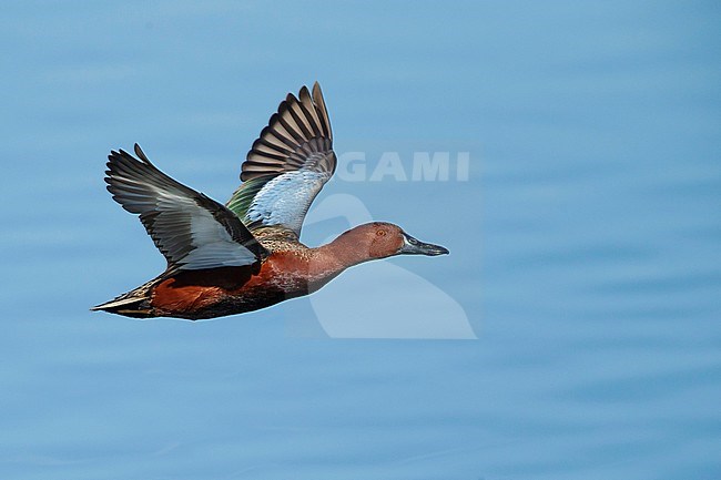 Adult male Cinnamon Teal (Spatula cyanoptera) flying low over a lake in Orange County, California, USA. stock-image by Agami/Brian E Small,