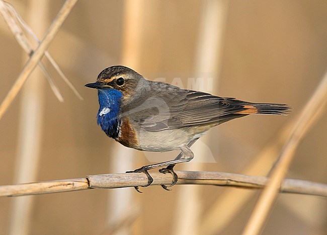 Bluethroat - Blaukehlchen - Cyanecula svecica ssp. cyanecula, Germany, adult male stock-image by Agami/Ralph Martin,