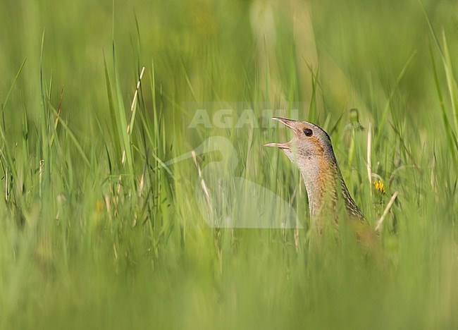 Corncrake - Wachtelkönig - Crex crex, Russia (Jekaterinburg), adult hiding in grassland stock-image by Agami/Ralph Martin,