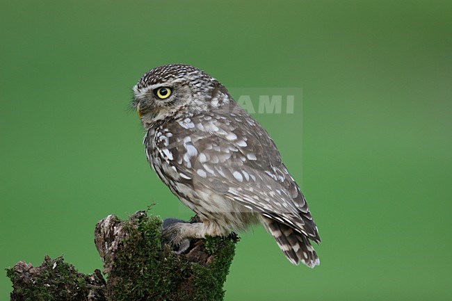 Little Owl perched with a prey; Steenuil zittend met prooi stock-image by Agami/Chris van Rijswijk,