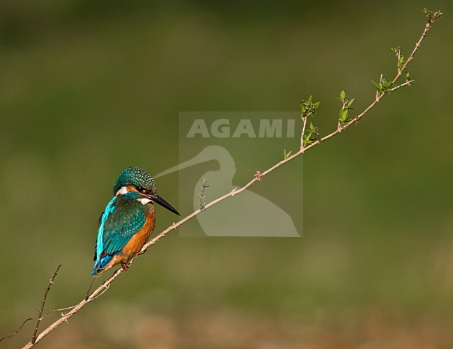 IJsvogel zittend; Common Kingfisher perched stock-image by Agami/Hans Gebuis,