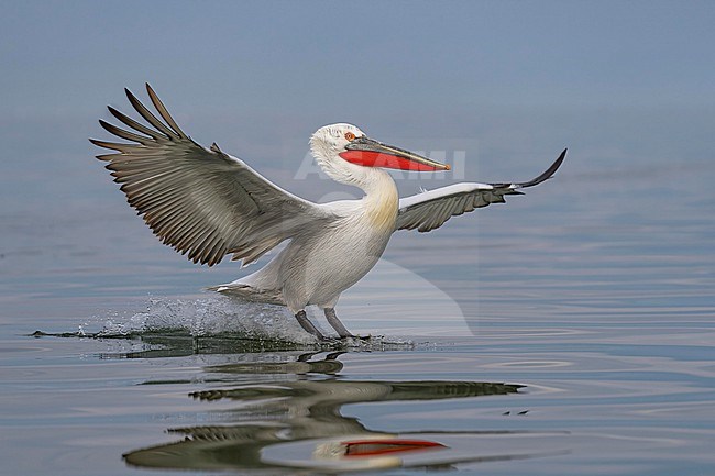 Dalmatian Pelican (Pelecanus crispus) flying over water of lake Kerkini in Greece. stock-image by Agami/Marcel Burkhardt,