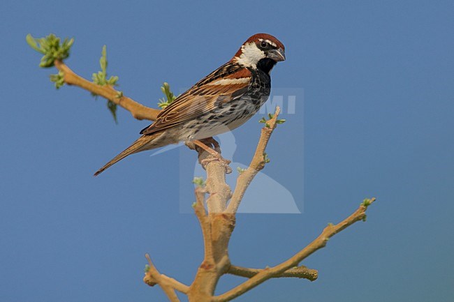 Volwassen mannetje Spaanse Mus; Adult male Spanish Sparrow stock-image by Agami/Daniele Occhiato,