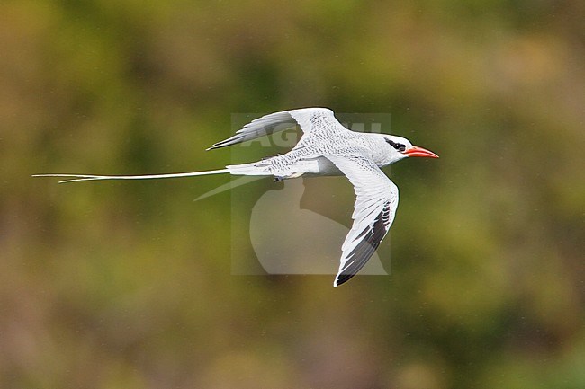 Red-billed Tropicbird (Phaethon aethereus mesonauta) flying near the coast of Trinidad and Tobago. stock-image by Agami/Glenn Bartley,