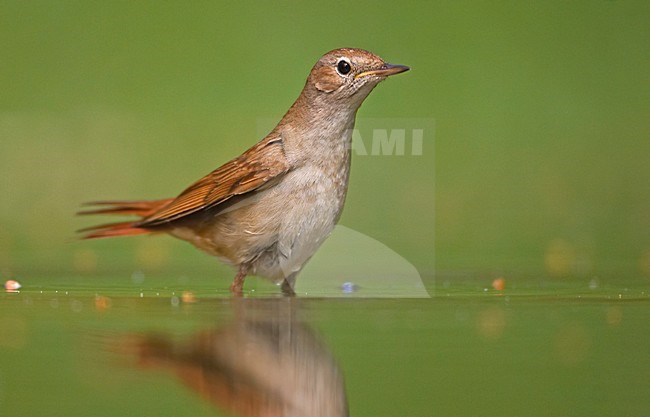 Common Nightingale standing in water; Nachtegaal staand in water stock-image by Agami/Markus Varesvuo,