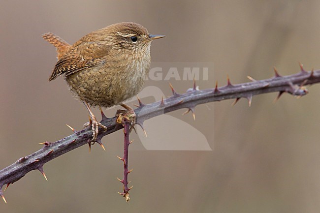 Winterkoning zittend op tak, Winter Wren perched on branch stock-image by Agami/Daniele Occhiato,