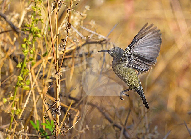 Female Shining sunbird (Cinnyris habessinicus) in Oman. stock-image by Agami/Sylvain Reyt,